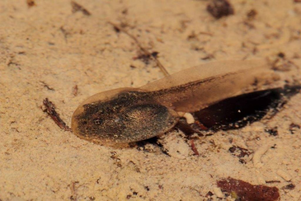 Ululone? Pelophylax sp., girini